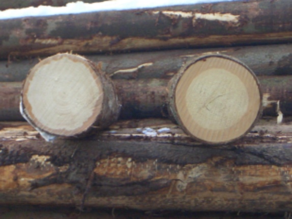 Mondholz Mondphasenholz